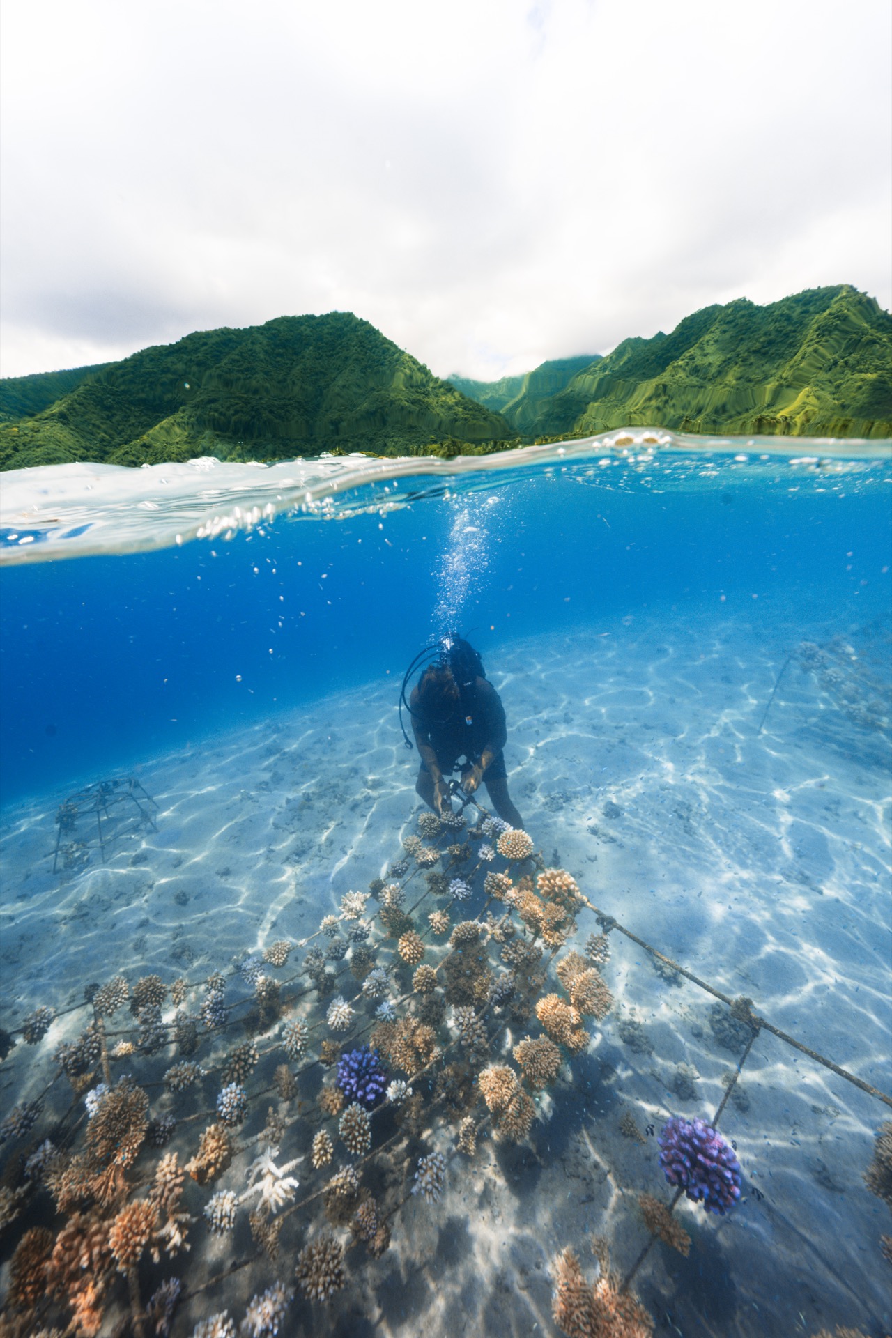Planting a coral, half above water