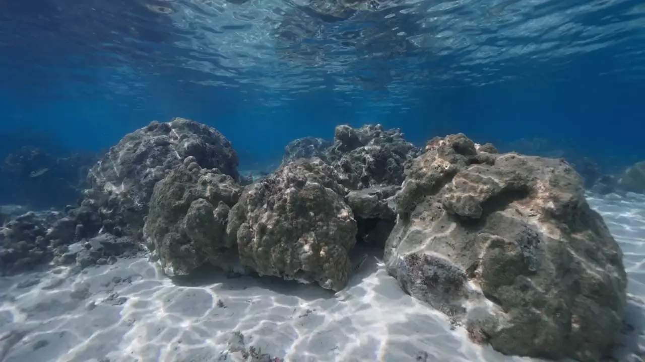 A reef before and after coral outplanting